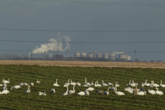 Whooper swan (Cygnus cygnus) adult birds feeding in a harvested farmland sugar beet field with