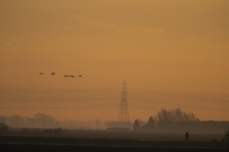 Whooper swan (Cygnus cygnus) six adult swans birds in flight with an electricity pylon and wires in