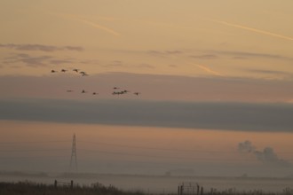 Whooper swan (Cygnus cygnus) adult swans birds in flight with an electricity pylon and wires in the