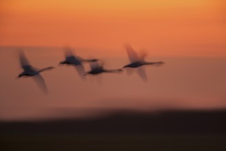 Whooper swan (Cygnus cygnus) four adult swans birds in a flock in flight silhouette at sunset in