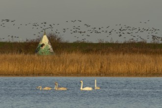 Whooper swan (Cygnus cygnus) five adult swans birds on a lake with a flock of Brent geese flying in