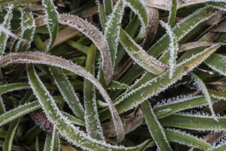 Hairy wood-rush (Luzula pilosa) in hoar frost, Emsland, Lower Saxony, Germany