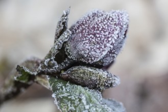 Lenzrose (Helleborus orientalis cultivar) in hoarfrost, Emsland, Lower Saxony, Germany