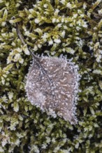Birch leaf (Betula pendula) on moss in hoarfrost, Emsland, Lower Saxony, Germany