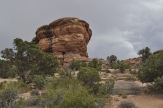Large boulder rising in a desert landscape surrounded by shrubs and trees, Canyonlands National