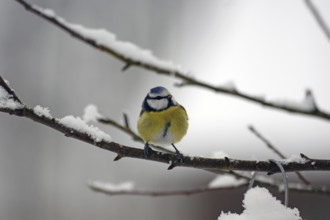 Blue tit (Cyanistes caeruleus), snow, twig, colourful plumage, blue tit in winter