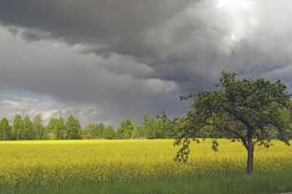 A lonely tree stands in a meadow with yellow flowers, under dramatic clouds, rapeseed, spring,