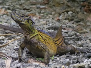 Philippine sailfin lizard (Hydrosaurus pustulatus), Bohol, Philippines