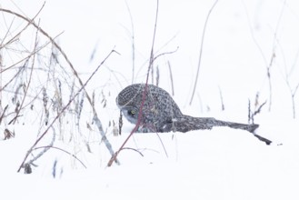 Great gray owl (strix nebulosa), Owl catches a prey under the snow, region of Center Quebec,