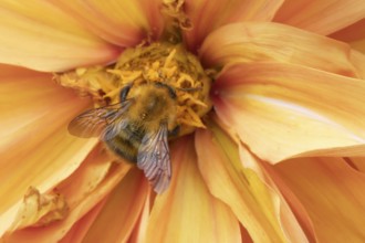 Common carder bumblebee (Bombus pascuorum) adult bee insect feeding on a garden Dahlia flower in