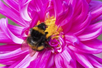Buff tailed bumblebee (Bombus terrestris) adult bee insect feeding on a garden Dahlia flower in