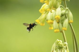 Buff-tailed bumblebee (Bombus terrestris) adult bee insect flying towards a flowering Cowslip