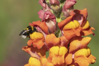 Buff-tailed bumblebee (Bombus terrestris) adult bee insect feeding on a garden Snapdragon