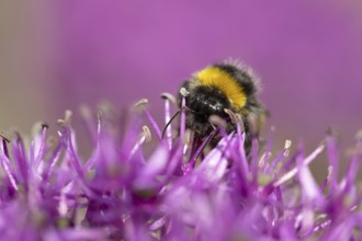 Buff tailed bumblebee (Bombus terrestris) adult bee insect feeding on an allium garden flower in