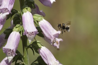 Buff tailed bumblebee (Bombus terrestris) adult bee insect flying to a purple foxglove flower in