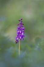 Common carder bumblebee (Bombus pascuorum) adult bee insect feeding on an Early purple orchid