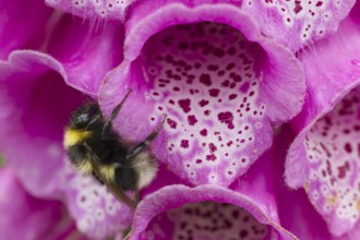 Buff tailed bumblebee (Bombus terrestris) adult bee insect resting on a purple foxglove flower in