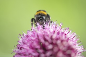 Buff tailed bumblebee (Bombus terrestris) adult bee insect feeding on a pink allium garden flower