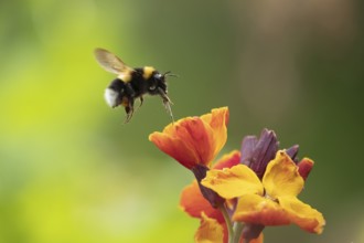 Buff-tailed bumblebee (Bombus terrestris) adult bee insect flying towards a flowering wall flower