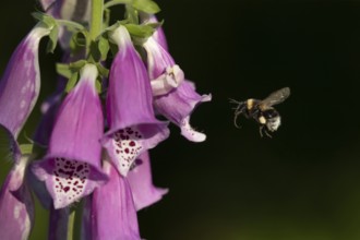 Buff tailed bumblebee (Bombus terrestris) adult bee insect flying towards a Foxglove flower in