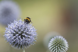 Buff tailed bumblebee (Bombus terrestris) adult bee insect feeding on a Globe thistle garden flower
