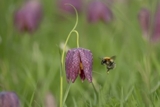Common carder bumblebee (Bombus pascuorum) adult bee insect flying to a Snake's head fritillary