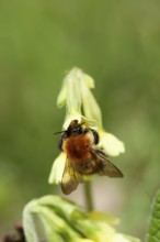 Common carder bumblebee (Bombus pascuorum) adult bee insect feeding on an Oxslip flower in spring,