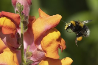 Buff-tailed bumblebee (Bombus terrestris) adult bee insect flying towards a garden Snapdragon