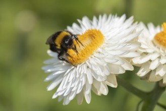 Buff-tailed bumblebee (Bombus terrestris) adult insect feeding on a garden Strawflower flower in