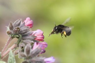 Ashy mining bee (Andrena cineraria) adult insect flying towards a garden flower in spring, Suffolk,