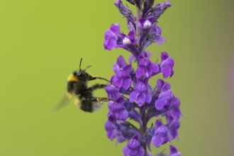 Buff tailed bumblebee (Bombus terrestris) adult bee insect feeding on a garden Toadflax flower in