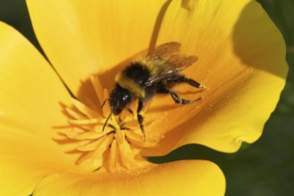 Buff tailed bumblebee (Bombus terrestris) adult bee insect feeding on a garden orange Californian