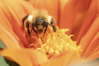 Common carder bumblebee (Bombus pascuorum) adult insect feeding on a garden Mexican sunflower