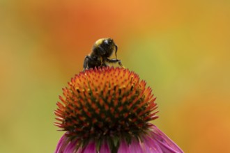 Buff tailed bumblebee (Bombus terrestris) adult bee insect on a garden Coneflower flower in summer,