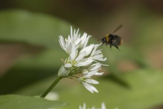 White tailed bumblebee (Bombus lucorum) adult bee insect in flight towards a Ransom wild garlic