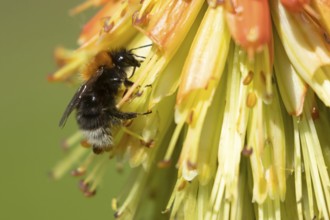 Tree bumblebee (Bombus hypnorum) adult bee insect feeding on a Red hot poker flower in a garden in