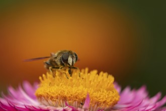 Narcissus bulb fly (Merodon equestris) adult insect feeding on a garden Strawflower flower in