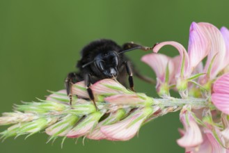 Red tailed bumblebee (Bombus lapidarius) adult bee insect on a Sainforn flower in summer, Suffolk,