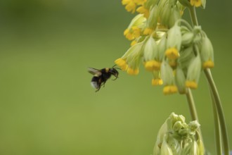 Buff tailed bumblebee (Bombus terrestris) adult bee insect flying to a garden Cowslip flower in