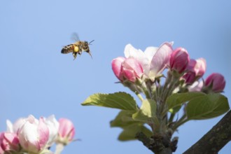 European honey bee (Apis mellifera) adult insect flying to apple blossom flowers in spring,