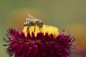 European honey bee (Apis mellifera) adult insect feeding on a garden Strawflower flower in summer,