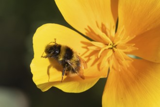 Buff tailed bumblebee (Bombus terrestris) adult bee insect on a garden orange Californian poppy