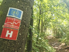 Trail through a forest with a tree bearing a hiking trail sign, Franconian mountain trail, hiking