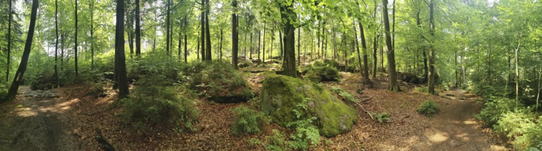 Panorama of a forest with moss-covered rocks and trees in summer, hiking in the Fichtelgebirge