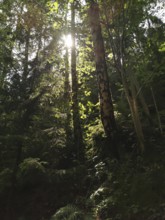 Sun rays shining through tall trees in a dense forest, hiking in the Thuringian Forest nature park