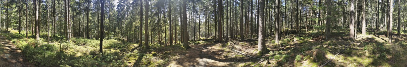 Panorama on a hiking trail through a forest with sun rays shining through the trees, Franconian