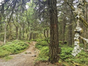 A quiet nature trail in the forest, surrounded by lush greenery and tree trunks, Franconian