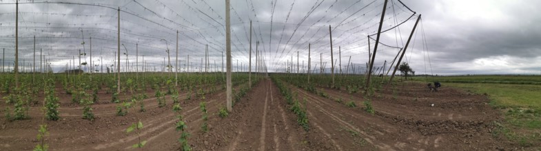 Panoramic view of extensive hop fields (humulus) on a cloudy day, Czech Republic