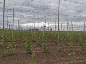 Rows of young hops (humulus) in a field under a cloudy sky, Czech Republic