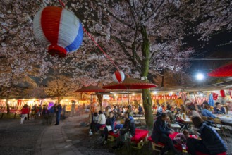 Visitors and food stalls among illuminated blooming cherry trees at Cherry Blossom Festival,